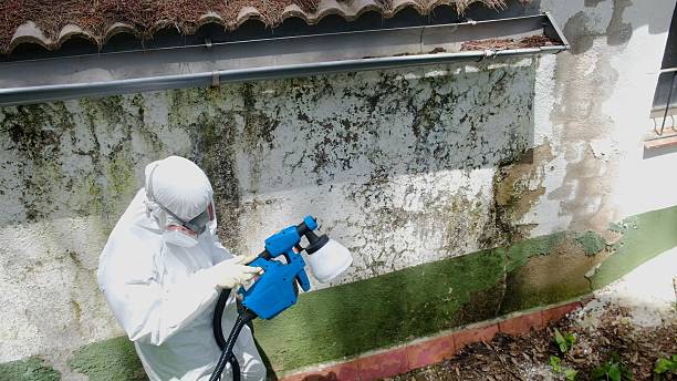 Trusted Crawl Space Mold Removal service in Dumont, NJ - Cheap Mold Removal